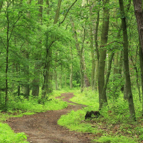 Trail & Road Clearing | Forest City Landworks